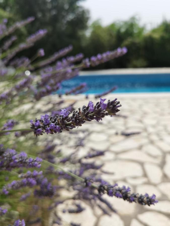 Holiday Homes Sintija Kampor المظهر الخارجي الصورة